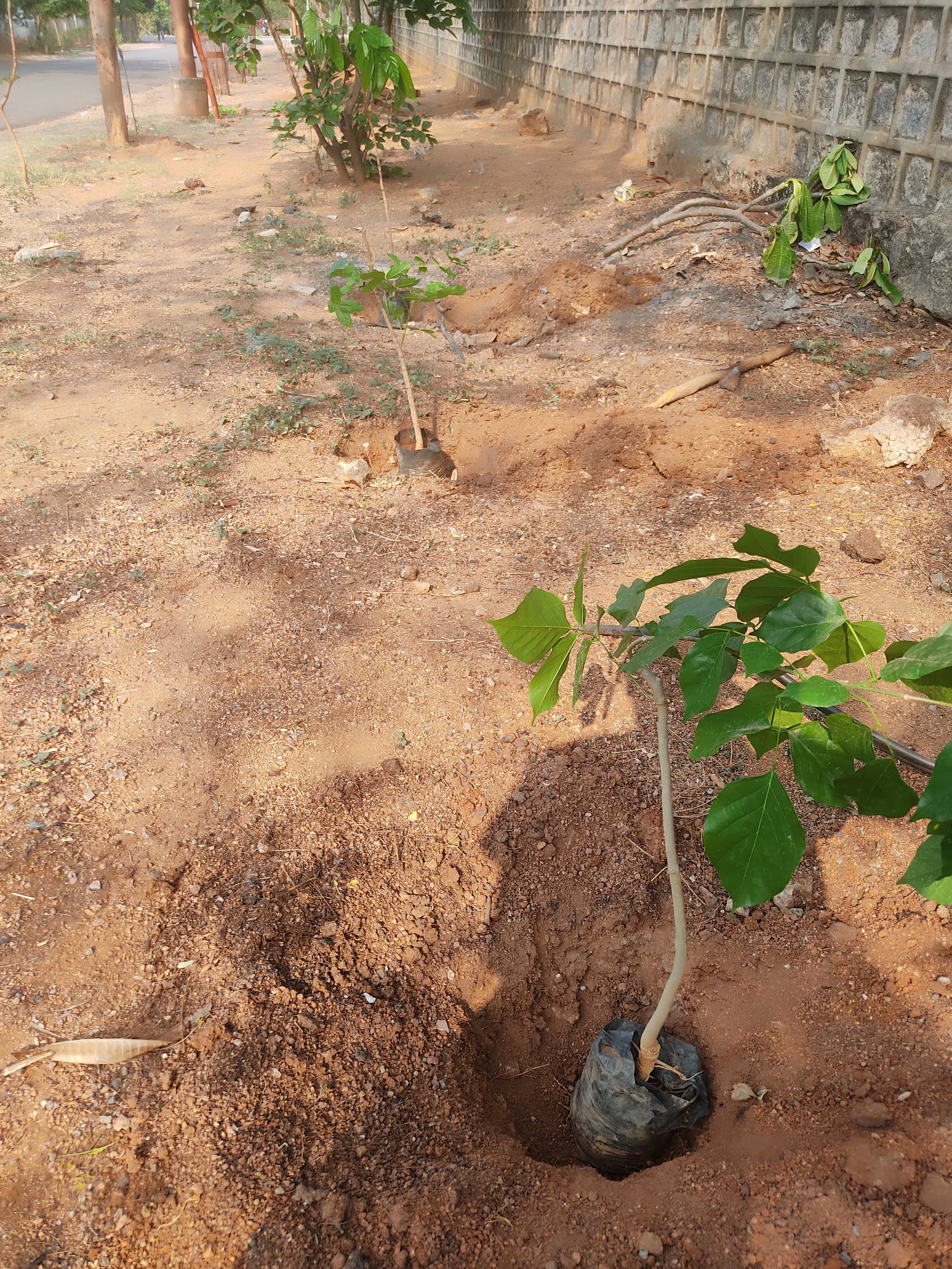 Tree Plantation